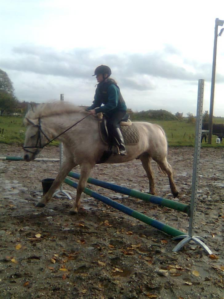 Anden særlig race Mistral  *RED ENGANG* billede 7