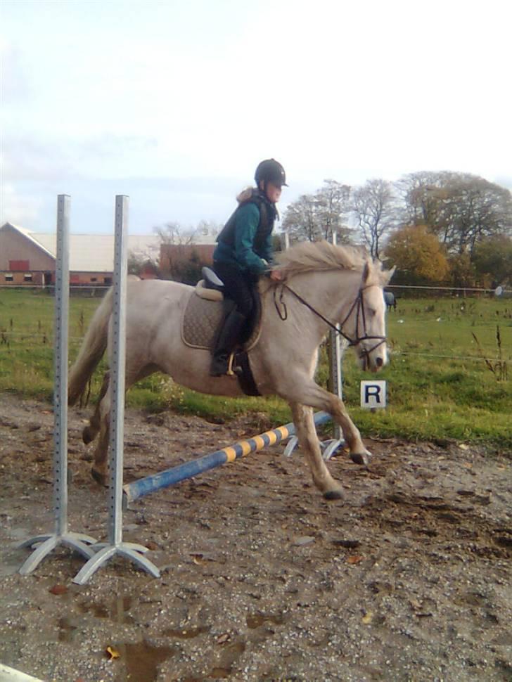 Anden særlig race Mistral  *RED ENGANG* billede 8