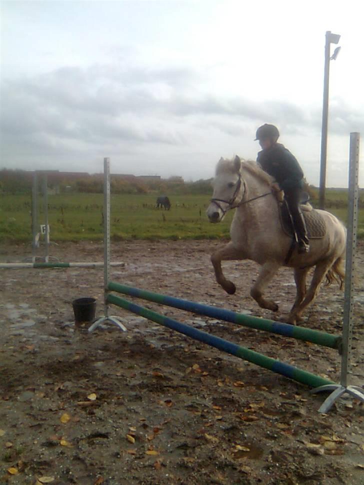 Anden særlig race Mistral  *RED ENGANG* billede 9