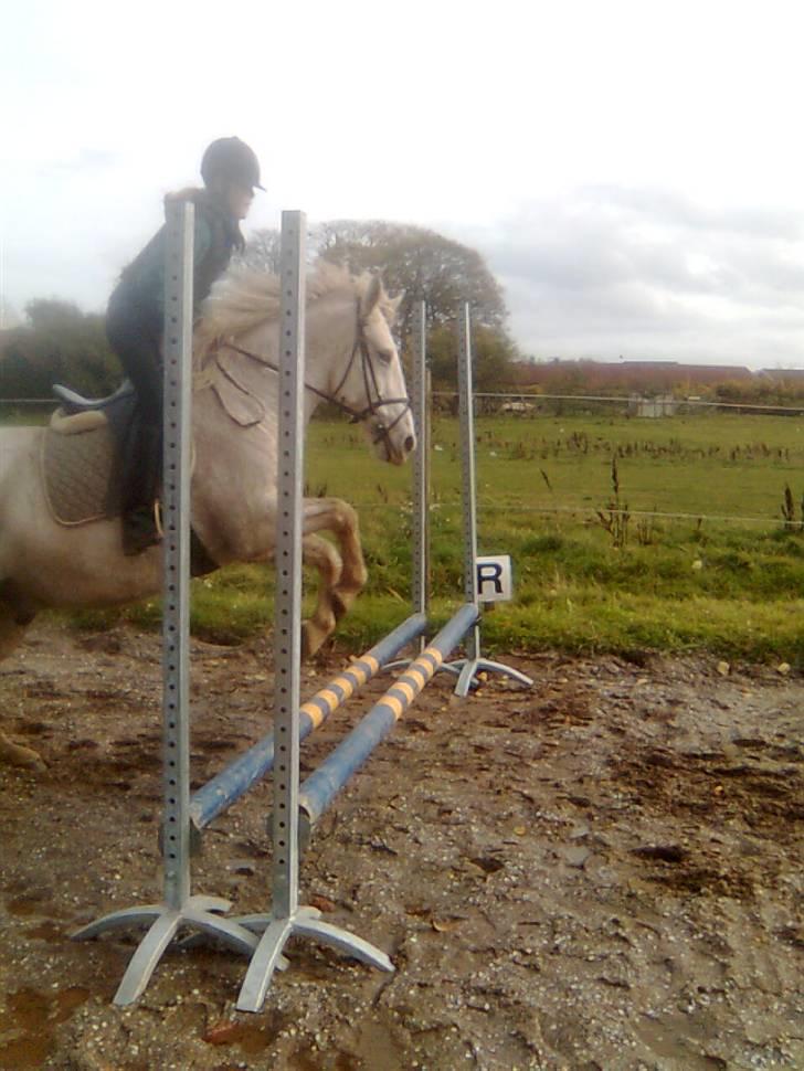 Anden særlig race Mistral  *RED ENGANG* billede 10