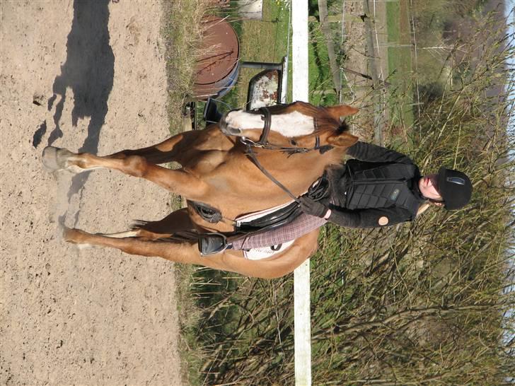 Anden særlig race Shardik *R.I.P* billede 9