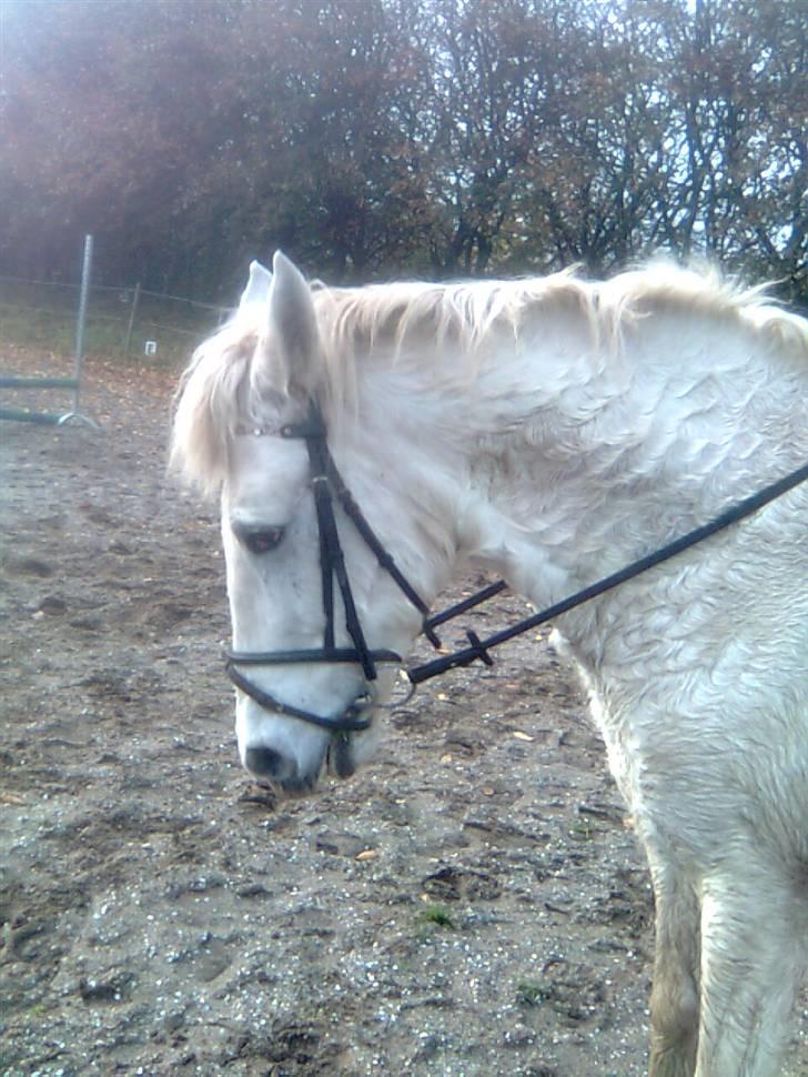 Anden særlig race Mistral  *RED ENGANG* billede 11