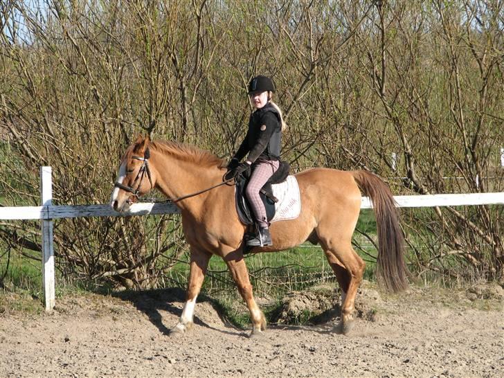 Anden særlig race Shardik *R.I.P* billede 10