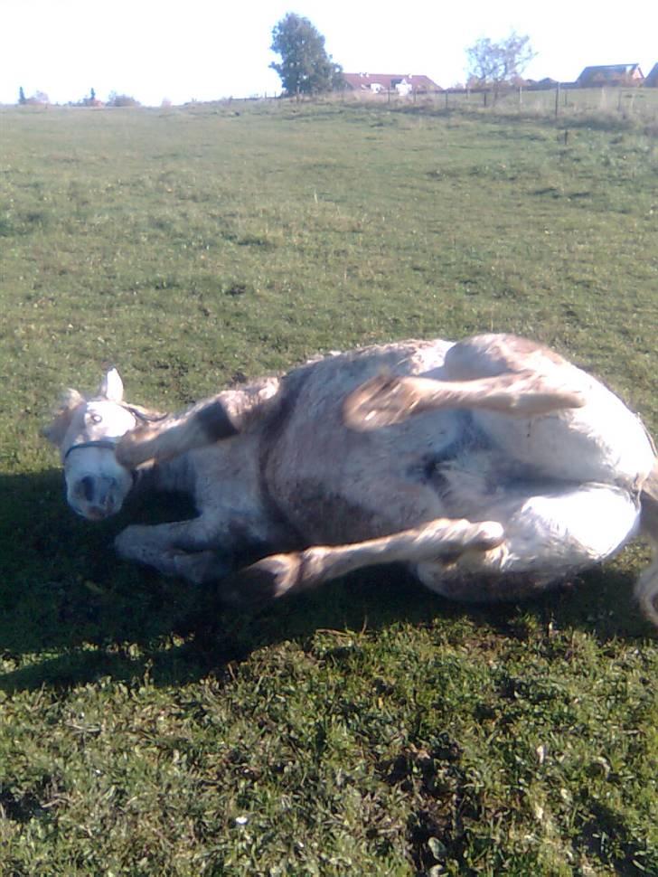 Anden særlig race Mistral  *RED ENGANG* billede 12