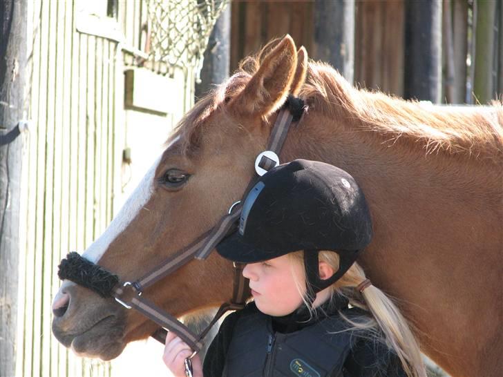 Anden særlig race Shardik *R.I.P* billede 11