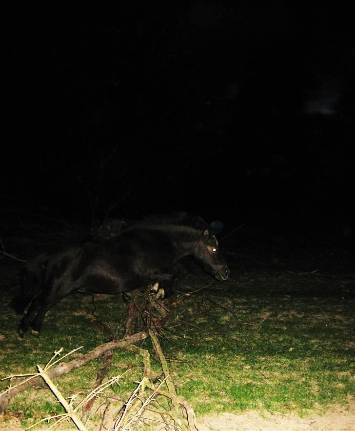 Shetlænder prins<33 R.I.P :'( - verdens bedste spring pony<3 ;D<3 billede 7