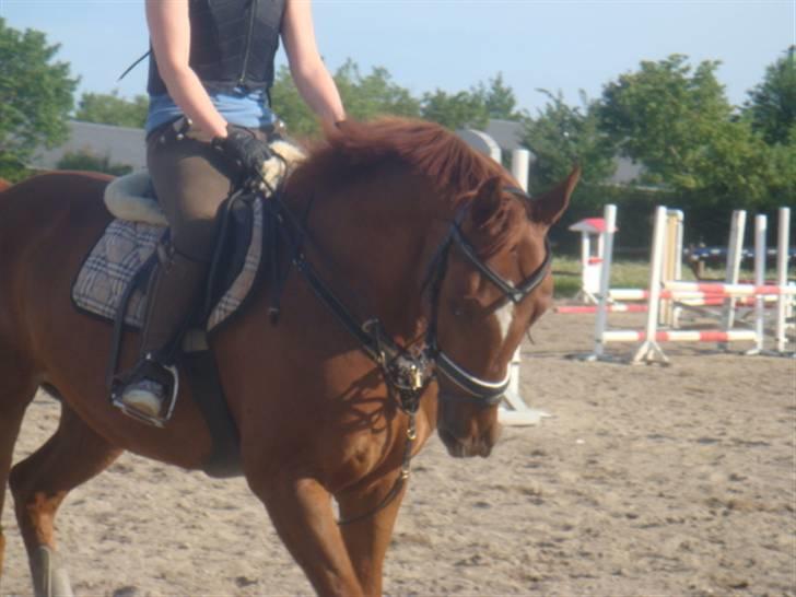 Hannoveraner noi  billede 16