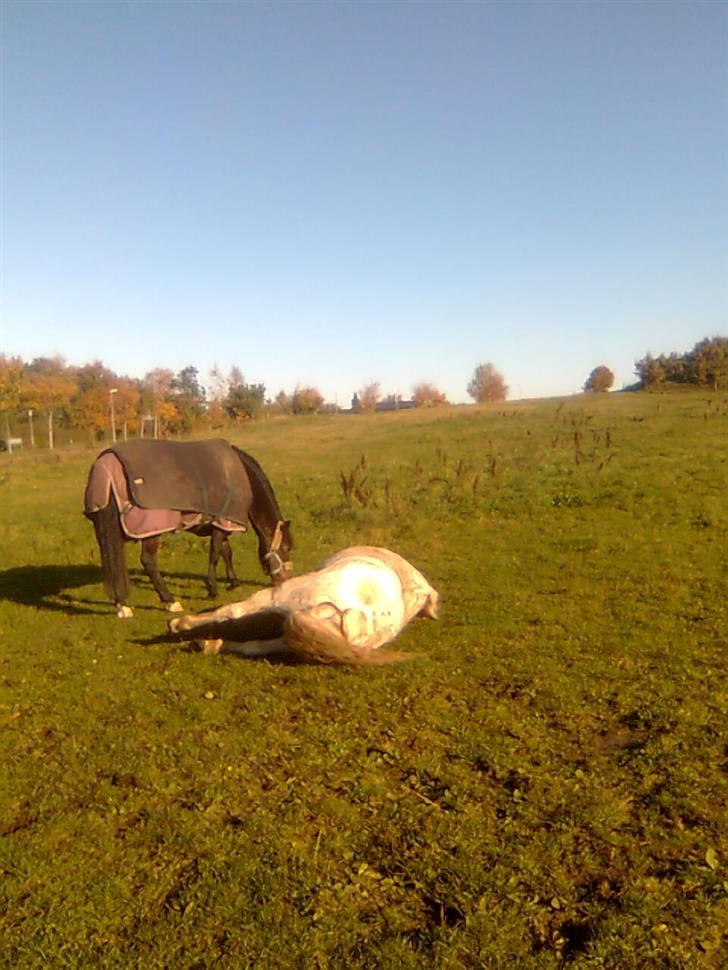 Anden særlig race Mistral  *RED ENGANG* billede 13