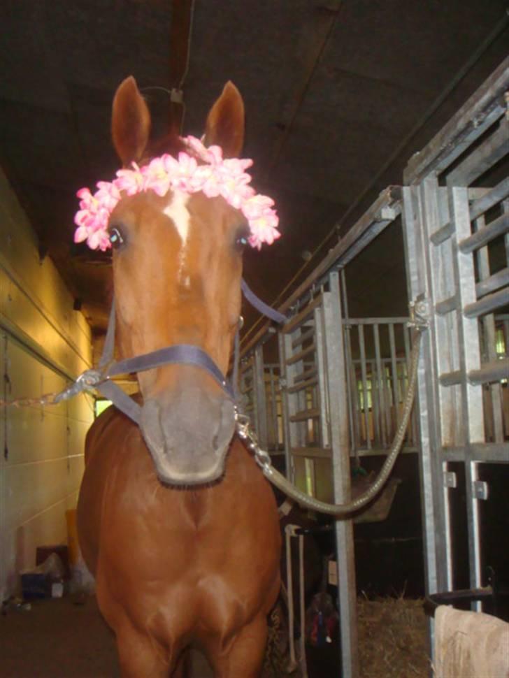 Hannoveraner noi  - lækker noi billede 17