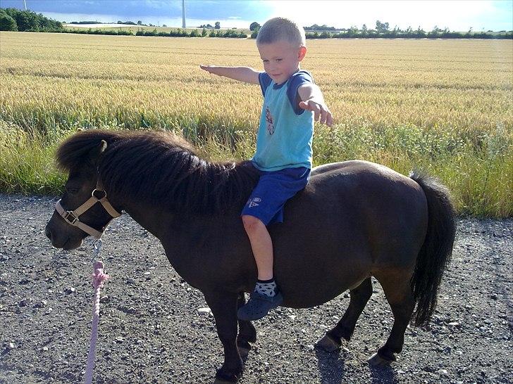 Shetlænder prins<33 R.I.P :'( - Prinsen og min dejlige lille bror :* <3 elsker jer! :* <3  billede 8