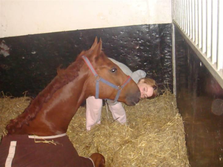 Hannoveraner noi  - kys kys (: <3  håber i vil ligge en kommentag billede 18