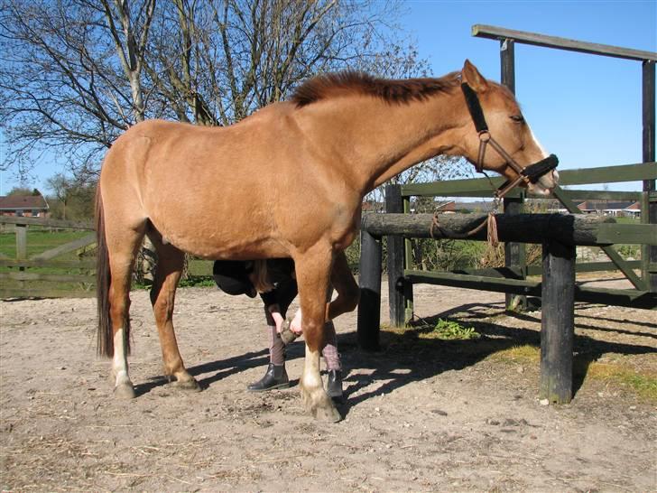 Anden særlig race Shardik *R.I.P* billede 14