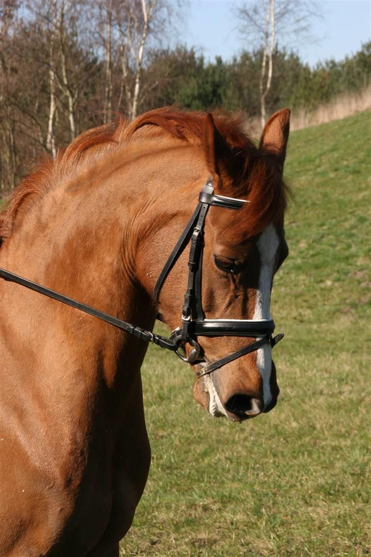 Tysk Sportspony | ERF Montana | SOLGT - #2 - By Linette Christensen - NYT! Montana leger hingst 8D | 09 © ® billede 2