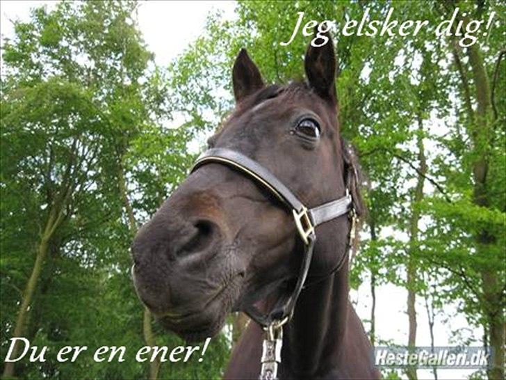 Anden særlig race Prins <3 - Billede nr.: 11* Lille tur i skoven :o) billede 10