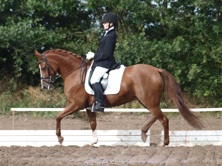 Tysk Sportspony | ERF Montana | SOLGT - #3 !NYT! - By Heidi Vibe - Allerupgaard, trav 8D | 09 © ® billede 3