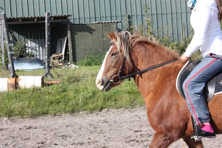 Anden særlig race Hedeboegaards Soffy, sov sødt!<3 billede 1