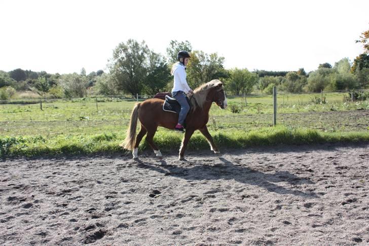 Anden særlig race Hedeboegaards Soffy, sov sødt!<3 billede 2