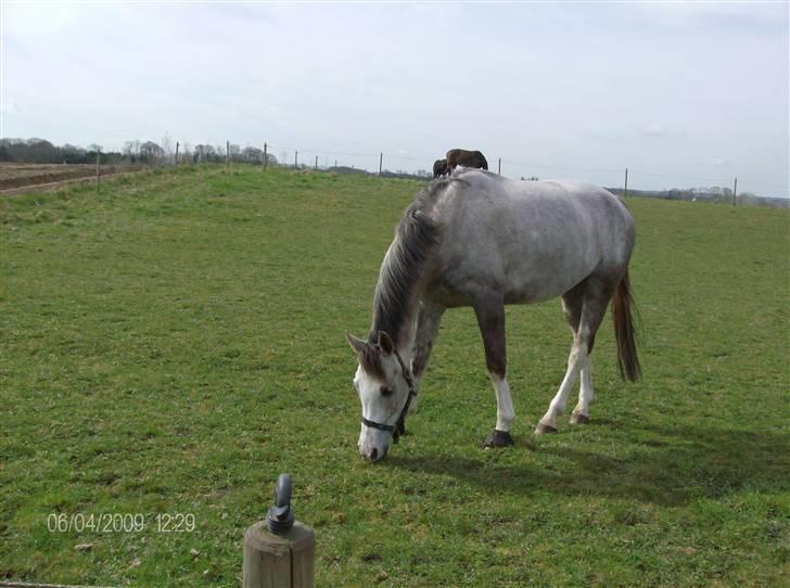 Anden særlig race Happy dane solgt - Nyt: fra sommer folden den 6-4-09 billede 8