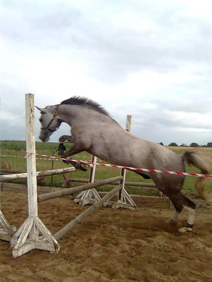 Anden særlig race Happy dane solgt - er han ikk bare go til at springe..? billede 9
