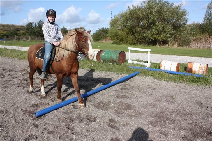 Anden særlig race Hedeboegaards Soffy, sov sødt!<3 billede 3