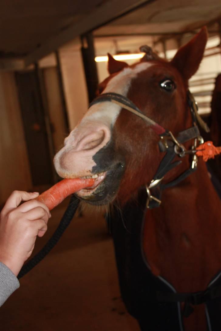 Anden særlig race Hedeboegaards Soffy, sov sødt!<3 billede 4