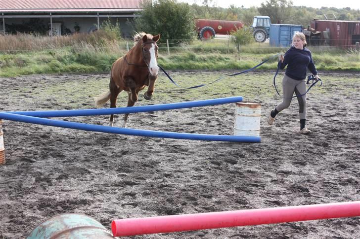 Anden særlig race Hedeboegaards Soffy, sov sødt!<3 billede 5