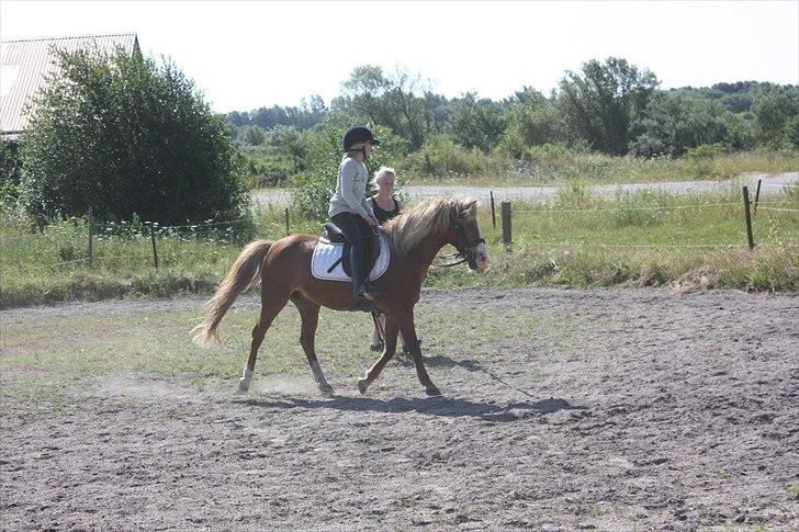 Anden særlig race Hedeboegaards Soffy, sov sødt!<3 billede 6