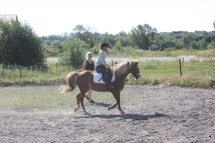 Anden særlig race Hedeboegaards Soffy, sov sødt!<3 billede 7