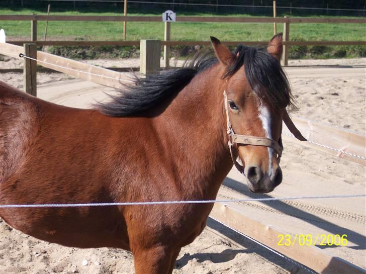 Welsh Pony af Cob-type (sec C) Nisha  (G. låner)  - Den da hun kom ! Du er så smuk på det billede <3 billede 1