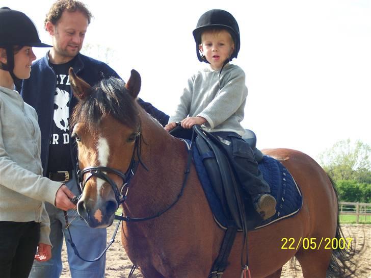 Welsh Pony af Cob-type (sec C) Nisha  (G. låner)  - Min lillebror og Nisha og min far og mig i baggrunden. billede 4