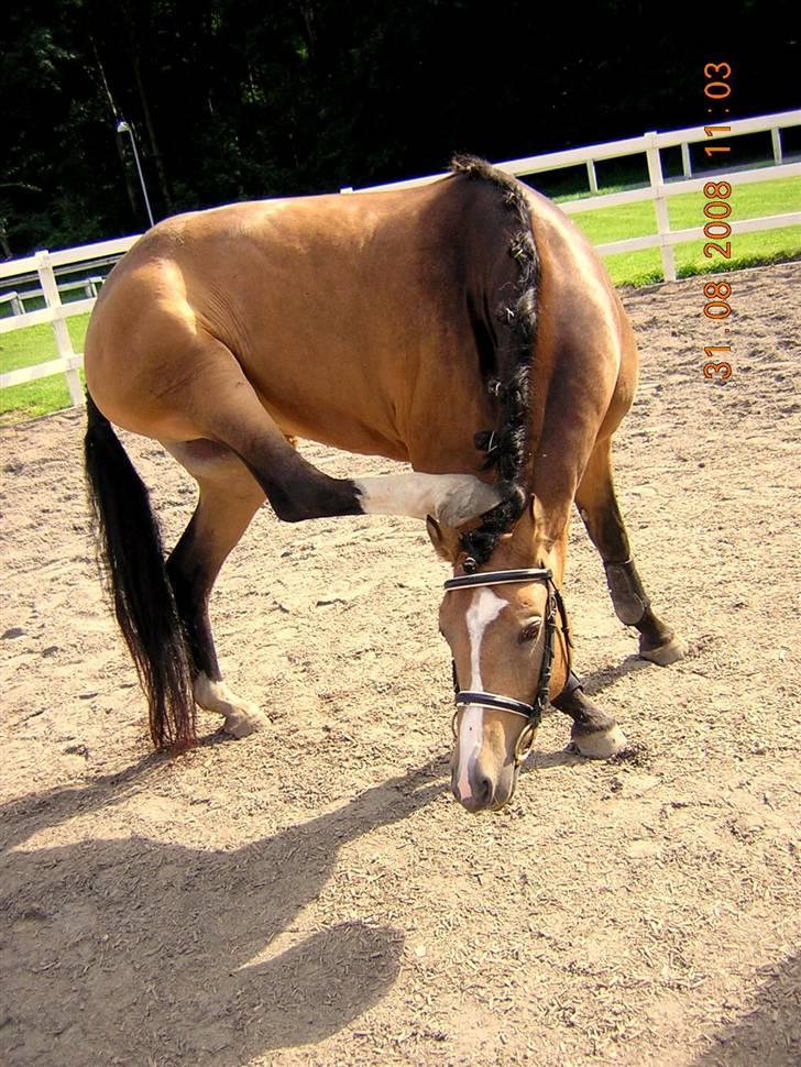 Anden særlig race Diva<3 (Gl.part) SAVNET! - 14. det klør xD foto: Riis <3 mange tak :D billede 14