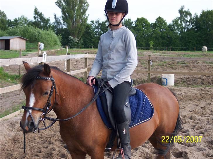 Welsh Pony af Cob-type (sec C) Nisha  (G. låner)  - Nisha og jeg efter undervisning <3 billede 6