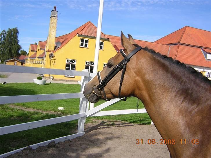 Anden særlig race Diva<3 (Gl.part) SAVNET! - 15. spændene <3 tak for kigget kom igen senere :) Foto: Riis <3 billede 15
