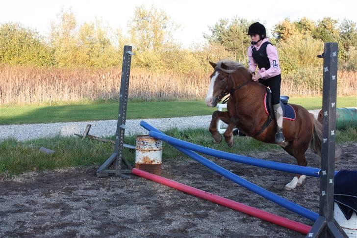 Anden særlig race Hedeboegaards Soffy, sov sødt!<3 billede 8