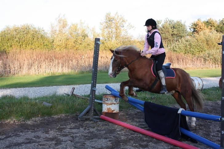 Anden særlig race Hedeboegaards Soffy, sov sødt!<3 billede 9