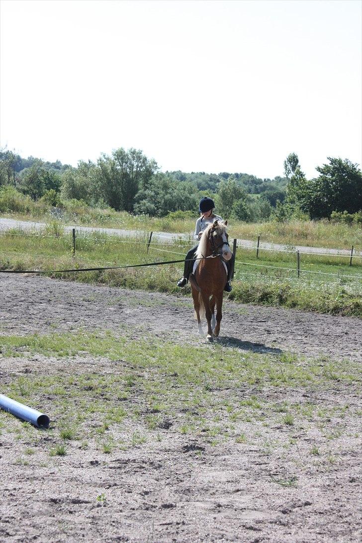 Anden særlig race Hedeboegaards Soffy, sov sødt!<3 billede 10