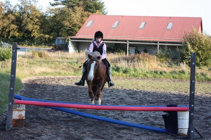 Anden særlig race Hedeboegaards Soffy, sov sødt!<3 billede 11