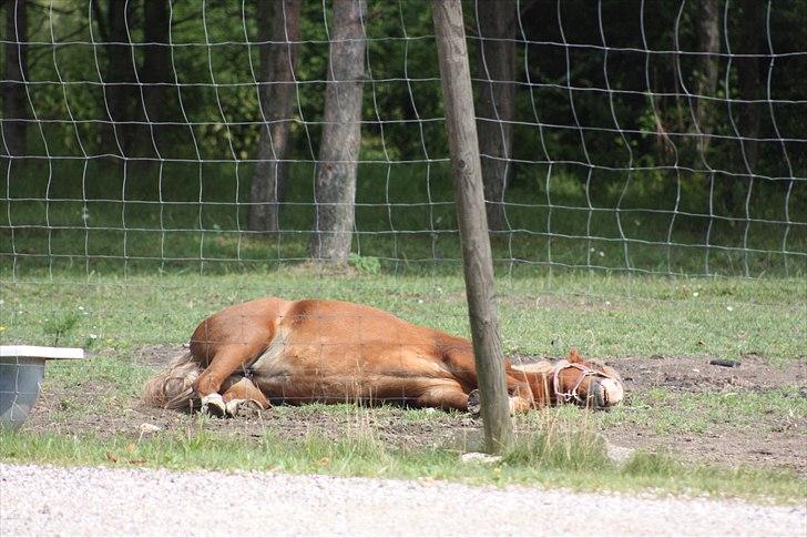 Anden særlig race Hedeboegaards Soffy, sov sødt!<3 billede 12