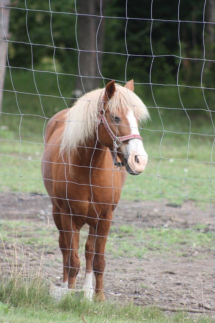 Anden særlig race Hedeboegaards Soffy, sov sødt!<3 billede 13