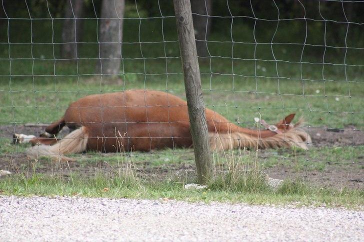 Anden særlig race Hedeboegaards Soffy, sov sødt!<3 billede 14