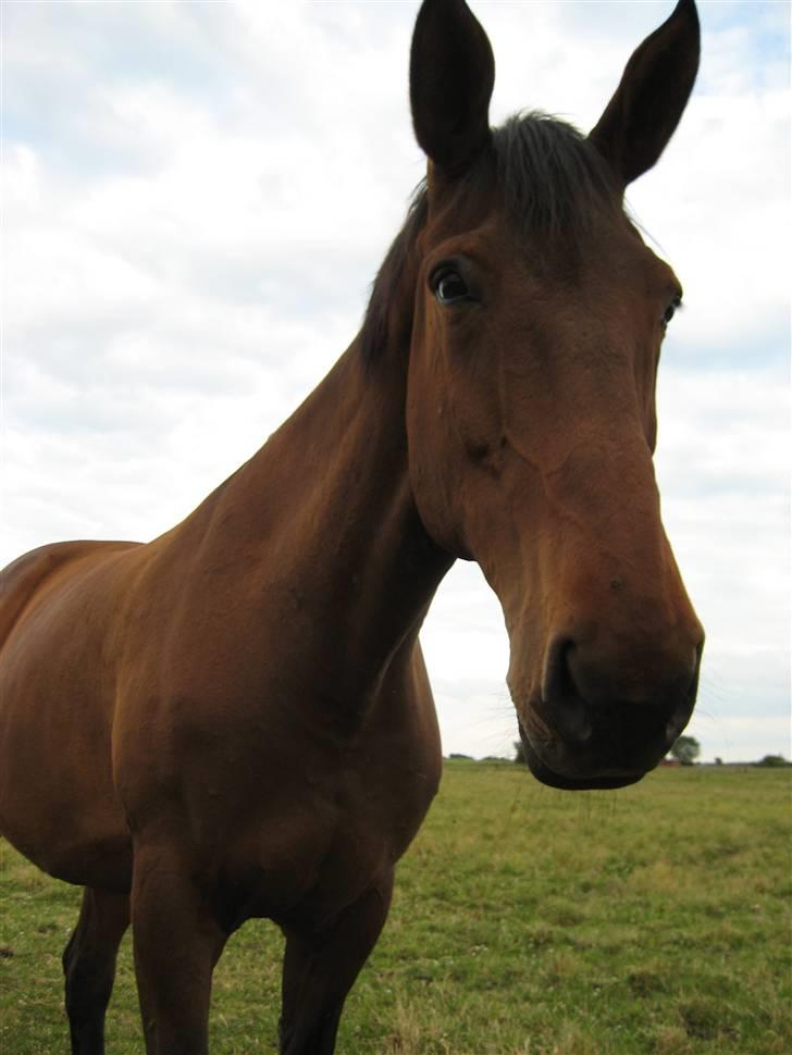 Oldenborg Rosa - Rosa billede 6