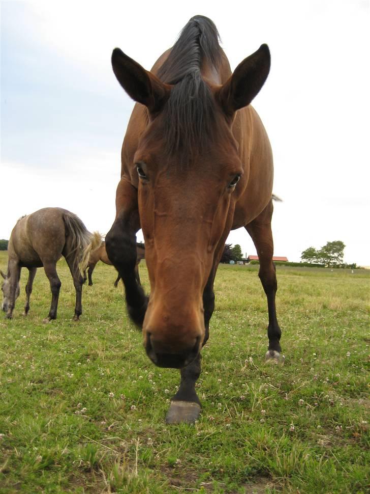 Oldenborg Rosa - Rosa billede 7