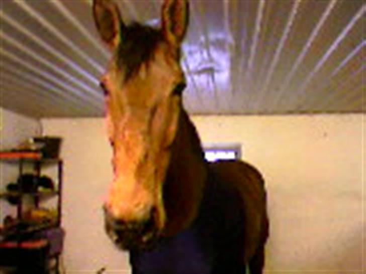 Oldenborg Rosa - Rosa billede 8