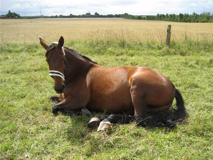 Oldenborg Rosa - Sidst dag på marken billede 9