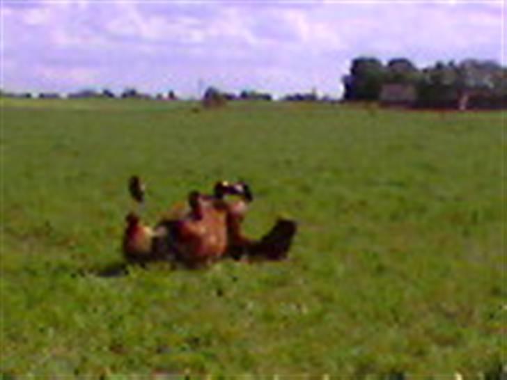 Oldenborg Rosa - Ihh. det er dejligt! billede 10