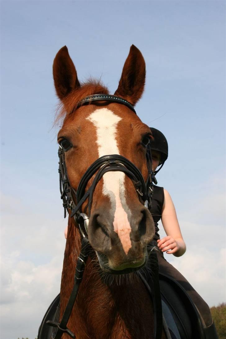 Tysk Sportspony | ERF Montana | SOLGT - #11 - By Linette Christensen - Fordi jeg er en nuttet pony? xD | 08 © ® billede 11