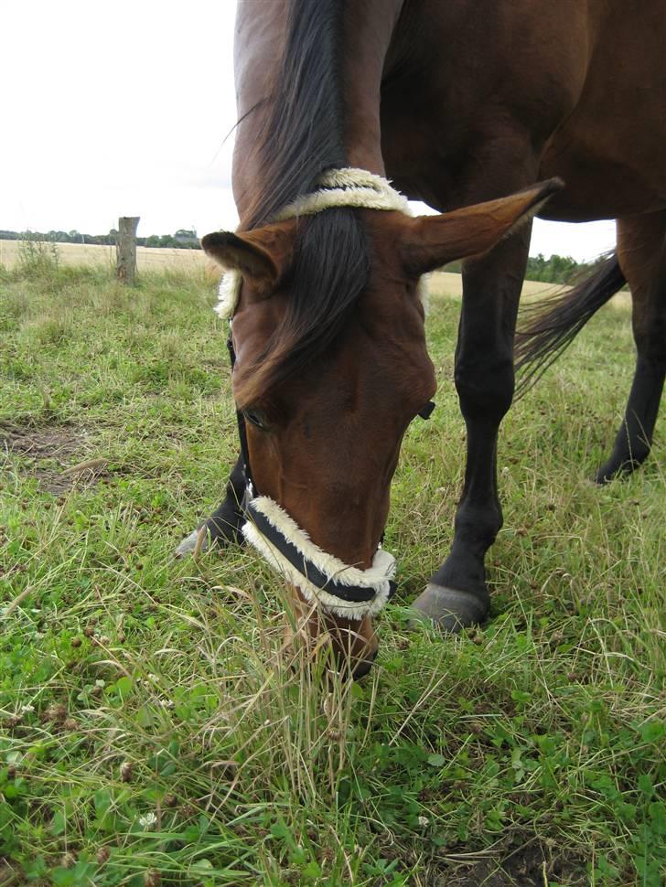 Oldenborg Rosa - Sidst dag på marken billede 13