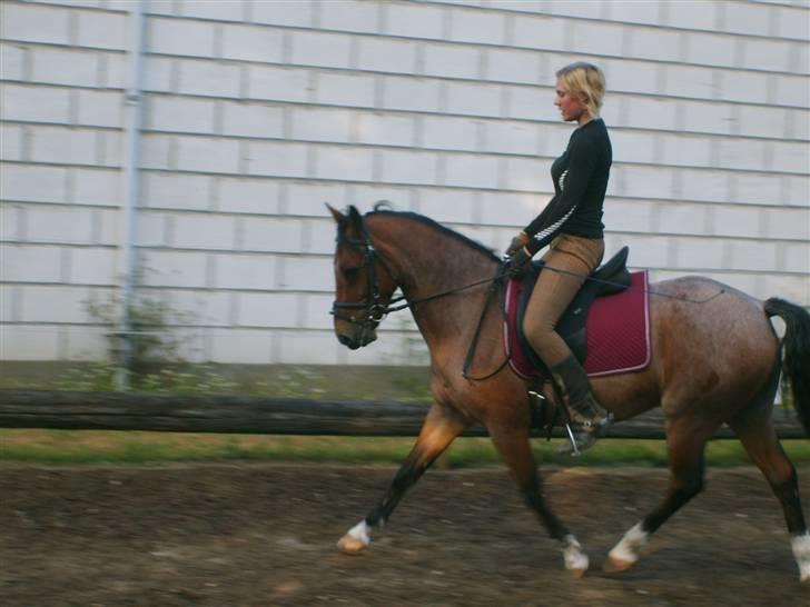Tysk Sportspony Findus - SOLGT:( - Maria rider Findus billede 3