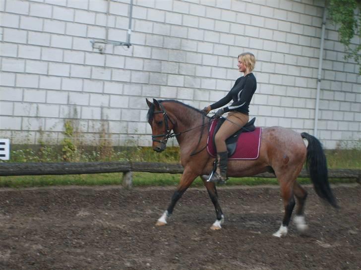 Tysk Sportspony Findus - SOLGT:( - Findus i fin dressur billede 4