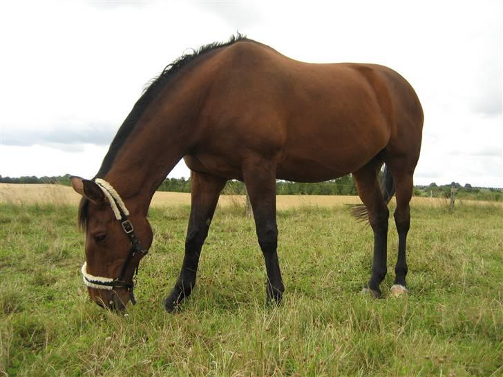 Oldenborg Rosa - Sidst dag på marken billede 14